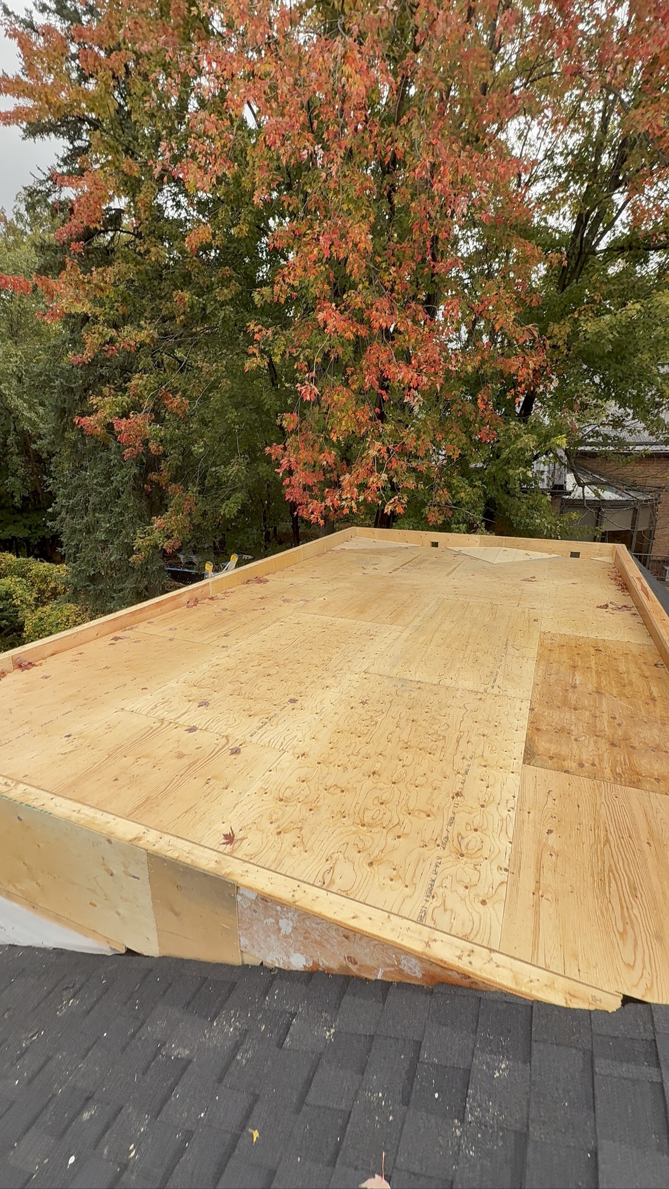 New plywood roof deck tied into the existing shingled roof — Rouge Home Development Inc., GTA