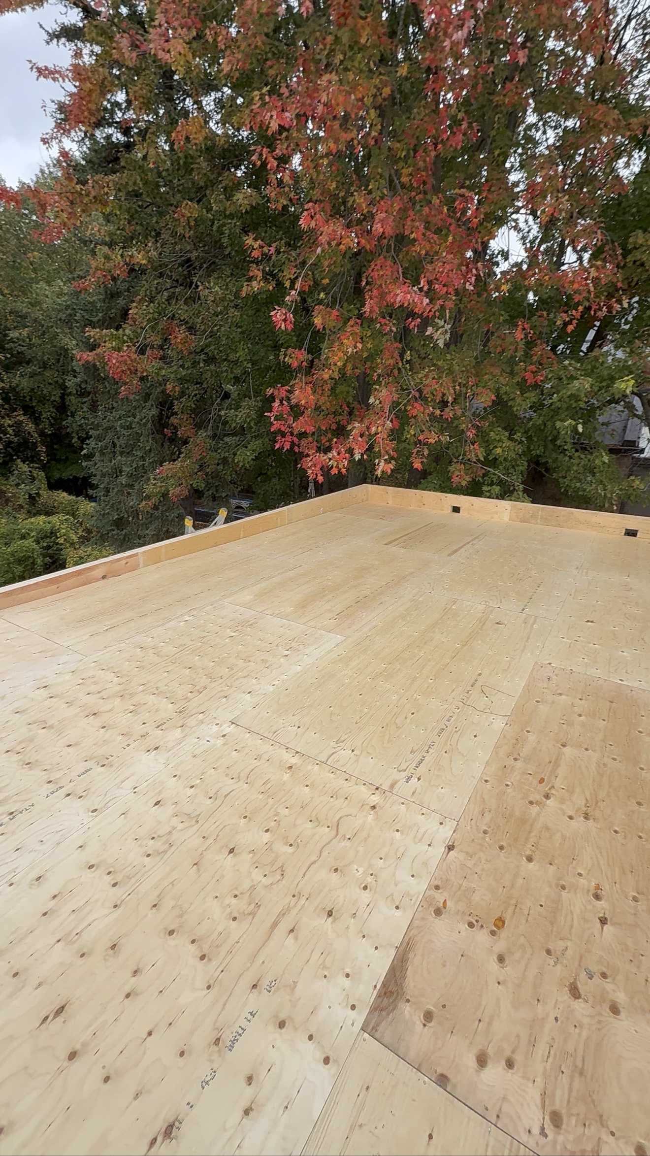 Plywood roof decking on a GTA home addition, second view — Rouge Home Development Inc.